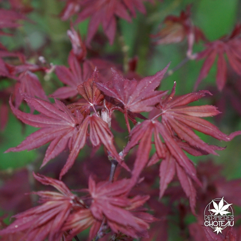acer-palmatum-skeeter-s-broom-printemps-2