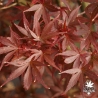 Acer-palmatum-Skeeter-s-broom-automne