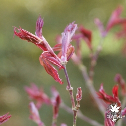 acer-palmatum-skeeter-s-broom-printemps