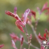 acer-palmatum-skeeter-s-broom-printemps