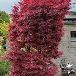 Acer-palmatum-Skeeter-s-broom-adulte-printemps