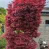 Acer-palmatum-Skeeter-s-broom-adulte-printemps