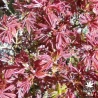 Tenuifolium