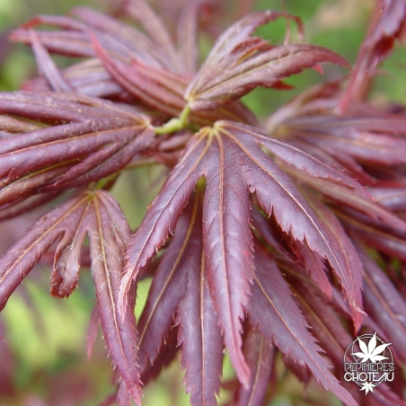 acer-palmatum-aratama-printemps