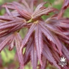 acer-palmatum-aratama-printemps