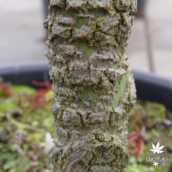 acer-palmatum-arakawa-ecorce