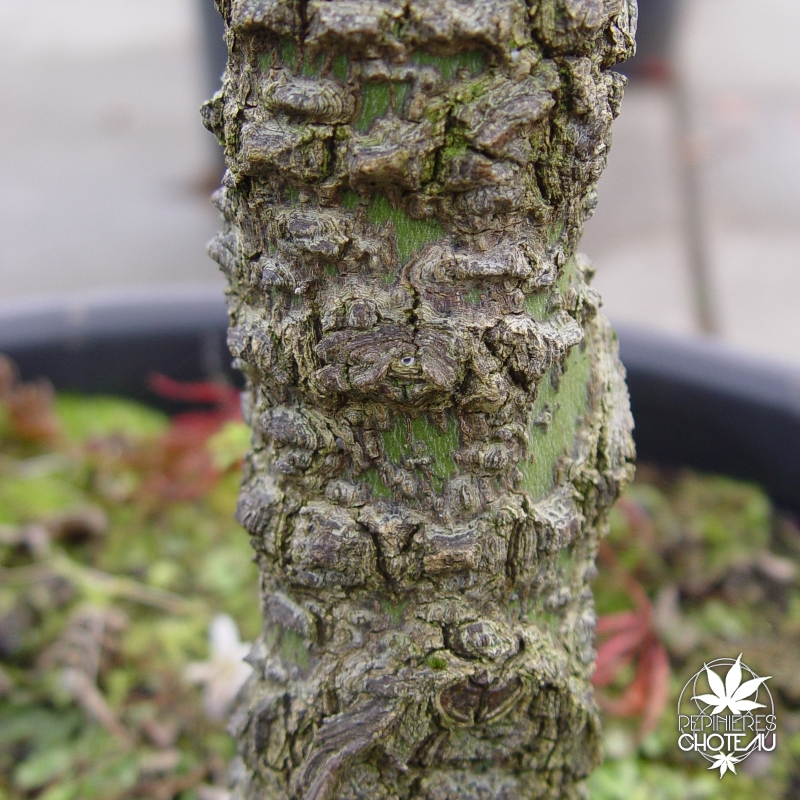 acer-palmatum-arakawa-ecorce