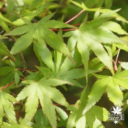 acer-palmatum-aoba-nishiki-printemps