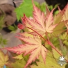 Tenuifolium