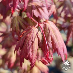 Acer-palmatum-Annick-printemps