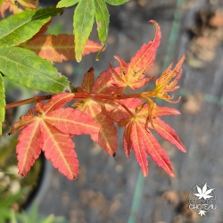 Acer-palmatum-Sode-nishiki-nouvelle-pousse-d-ete