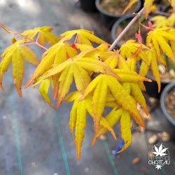 Acer-palmatum-Sode-nishiki-printemps