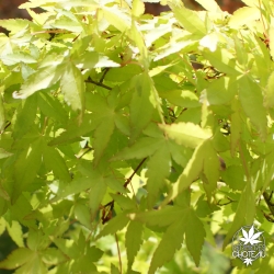 acer-palmatum-sode-nishiki-fin-de-printemps