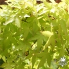 acer-palmatum-sode-nishiki-fin-de-printemps