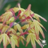 acer-palmatum-sode-nishiki-printemps-2