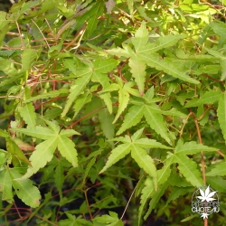 Acer_palmatum_Sode_nishiki_ete