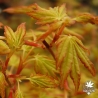 acer-palmatum-sode-nishiki-printemps-3