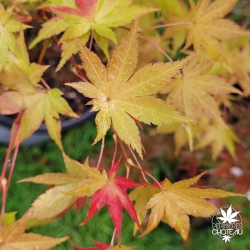 Acer-palmatum-Summer-Gold-debut-d-automne-2