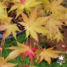 Acer-palmatum-Summer-Gold-debut-d-automne-2