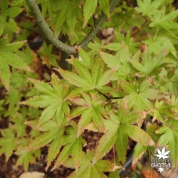 Acer-palmatum-Summer-gold-fin-de-l-ete