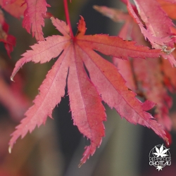 acer-palmatum-summer-gold-automne-2