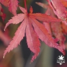 acer-palmatum-summer-gold-automne-2
