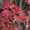 acer-palmatum-summer-gold-automne-4