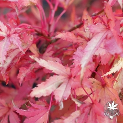 acer-palmatum-summer-gold-automne-3