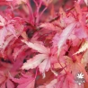 acer-palmatum-summer-gold-automne-3