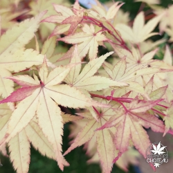 Acer-palmatum-Summer-gold-debut-d-automne