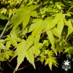 acer-palmatum-summer-gold-printemps