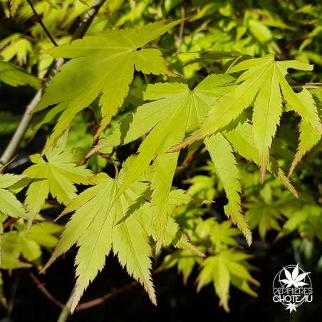 acer-palmatum-summer-gold-printemps