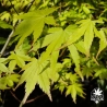 acer-palmatum-summer-gold-printemps