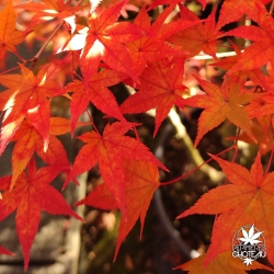 Acer-palmatum-Sunshine-automne