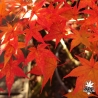 Acer-palmatum-Sunshine-automne