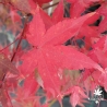Acer-palmatum-Sunshine-automne-2