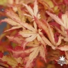 Tenuifolium