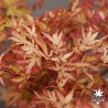 Acer-palmatum-Anne-Irene-automne