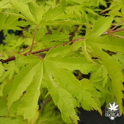 Tenuifolium