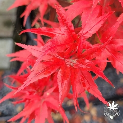 Acer-palmatum-Taro-yama-automne-3
