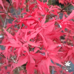 Acer-palmatum-Taro-yama-automne