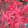 Acer-palmatum-Taro-yama-automne