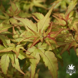 acer-palmatum-taro-yama-printemps