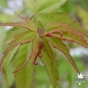 acer-palmatum-taro-yama-printemps-2