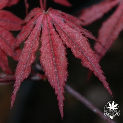 acer-palmatum-amagi-shigure-printemps
