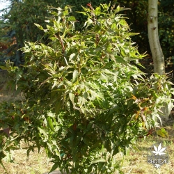 acer-palmatum-taro-yama-ete
