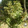acer-palmatum-taro-yama-ete