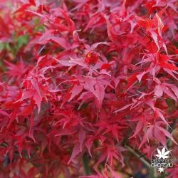 Acer-palmatum-Taro-yama-automne-2
