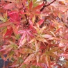 Acer-palmatum-Alpine-Sunrise-debut-de-l-automne