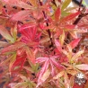 Acer-palmatum-Alpine-Sunrise-debut-d-automne
